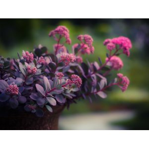 Rozchodník nádherný (Sedum spectabile) ´VERA JAMESON´ kont. P9